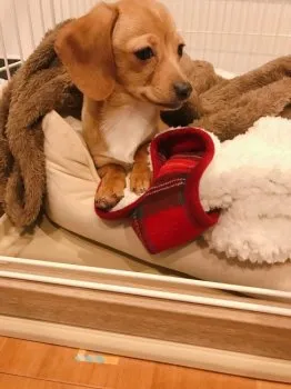 M.N 様のお迎えした子犬