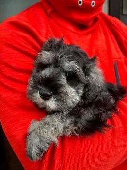 K.N 様のお迎えした子犬