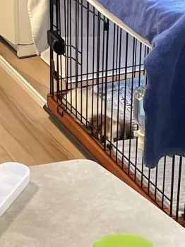 T.S 様のお迎えした子犬