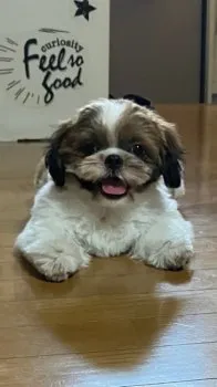 みるく丸 様のお迎えした子犬