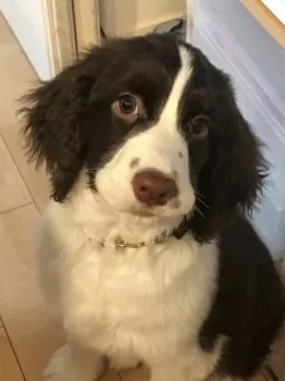Y.A 様のお迎えした子犬