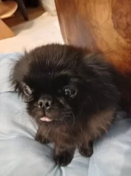 水T 様のお迎えした子犬