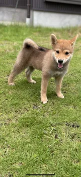 ふみ 様のお迎えした子犬