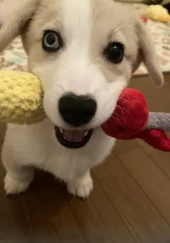 H.O 様のお迎えした子犬