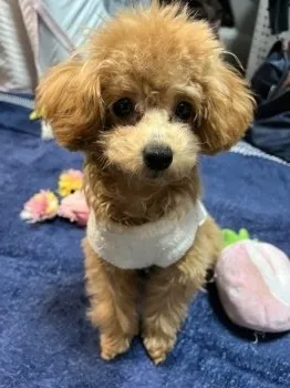N.S 様のお迎えした子犬