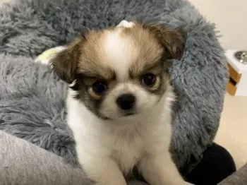 もりやん 様のお迎えした子犬