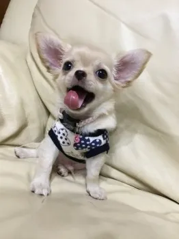 くぅまま 様のお迎えした子犬