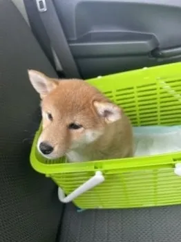 T.I 様のお迎えした子犬