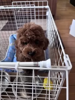 トイプードルのママ 様のお迎えした子犬