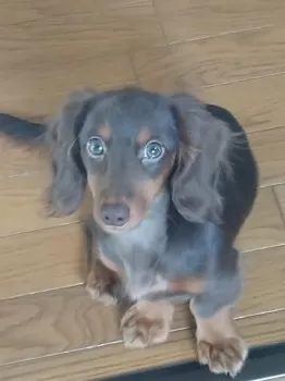ちっち 様のお迎えした子犬