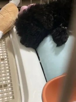 クロス 様のお迎えした子犬