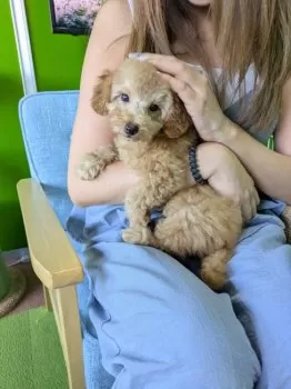 ナーラ 様のお迎えした子犬