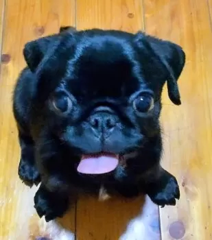 M.T 様のお迎えした子犬
