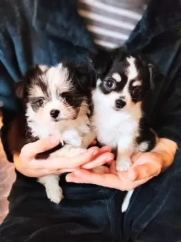 たま 様のお迎えした子犬