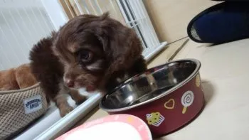 ゆう 様のお迎えした子犬