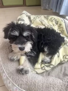 N.O 様のお迎えした子犬