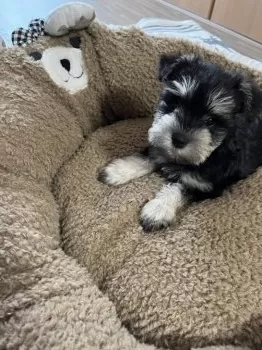S 様のお迎えした子犬