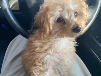 りえ 様のお迎えした子犬