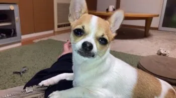 K.H 様のお迎えした子犬