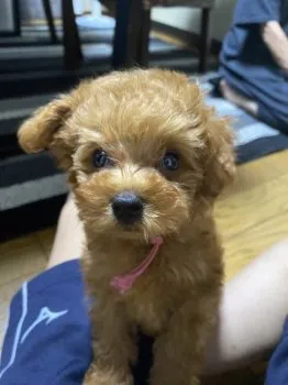 じゅんこ 様のお迎えした子犬