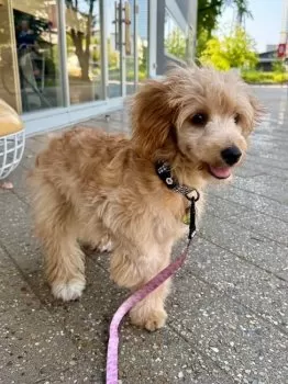 ミポチー 様のお迎えした子犬