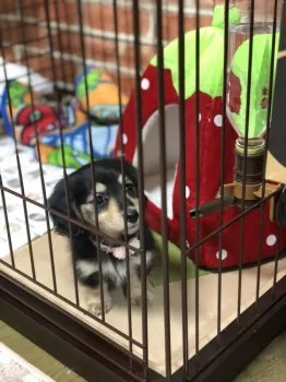 雪ん子ママ 様のお迎えした子犬