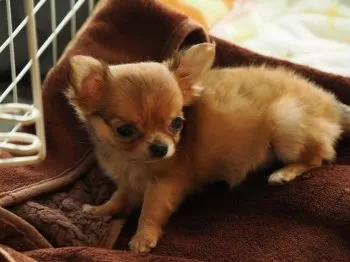 D.O 様のお迎えした子犬