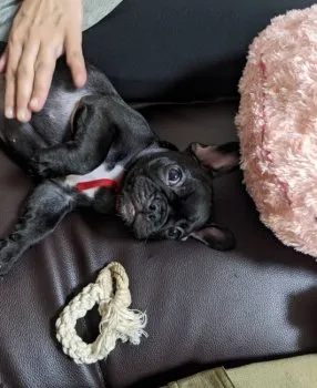 プリン 様のお迎えした子犬