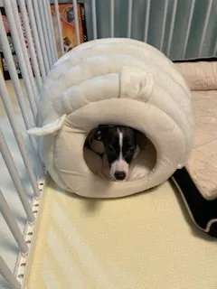 み 様のお迎えした子犬