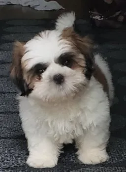 H.H 様のお迎えした子犬