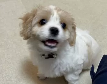 N.H 様のお迎えした子犬