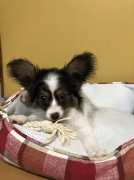 天ちゃんママ 様のお迎えした子犬