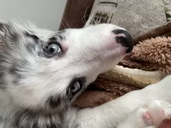 スカイ 様のお迎えした子犬