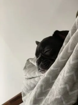 ペロリ 様のお迎えした子犬