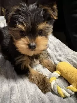 ひろ 様のお迎えした子犬