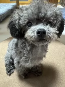 H.C 様のお迎えした子犬