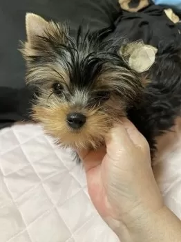 M.H 様のお迎えした子犬