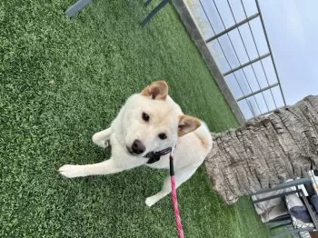 S.M 様のお迎えした子犬