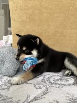 はる 様のお迎えした子犬