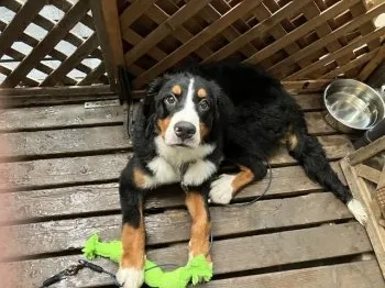 マサ 様のお迎えした子犬