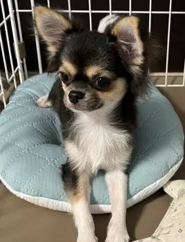 R.T 様のお迎えした子犬