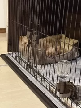 K.O 様のお迎えした子犬