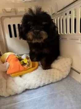 がんさん 様のお迎えした子犬