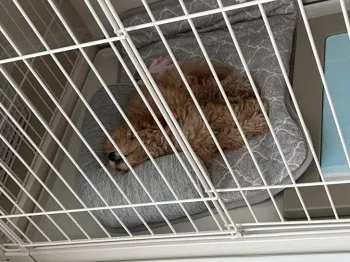 ビビ 様のお迎えした子犬