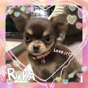 ☆りゅりれい☆ 様のお迎えした子犬