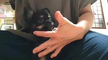 ごまちゃん 様のお迎えした子犬