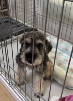 R.K 様のお迎えした子犬