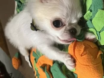 N.N 様のお迎えした子犬