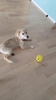 てとら 様のお迎えした子犬