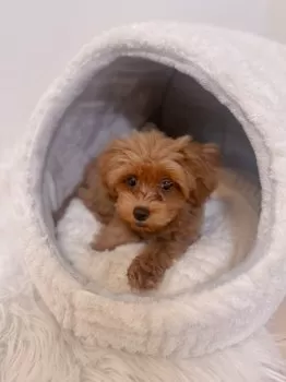 E.N 様のお迎えした子犬